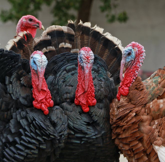 Four turkeys stand close together, displaying their colorful heads and fanned tail feathers; three are dark-feathered and one is brown-feathered.