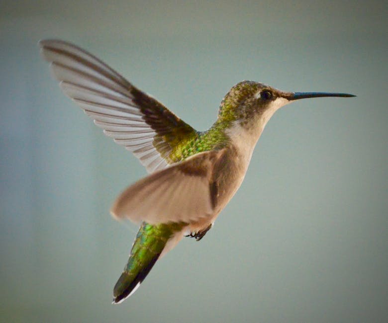 A green and white hummingbird is suspended in midair with wings spread, set against a blurred blue-gray background.