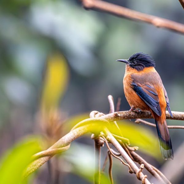 A bird with orange and black plumage perches on a branch in a natural, green environment.
