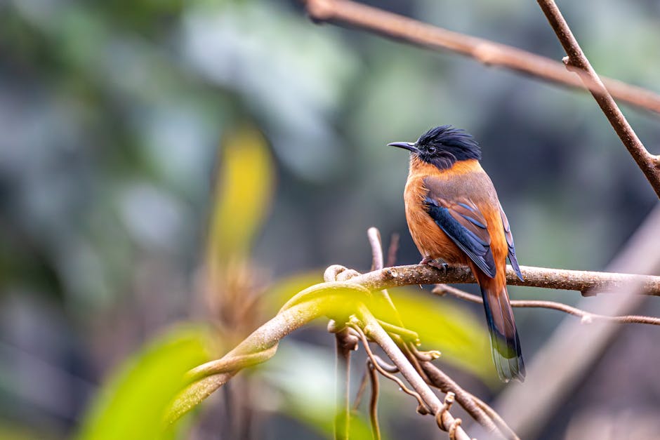 A bird with orange and black plumage perches on a branch in a natural, green environment.