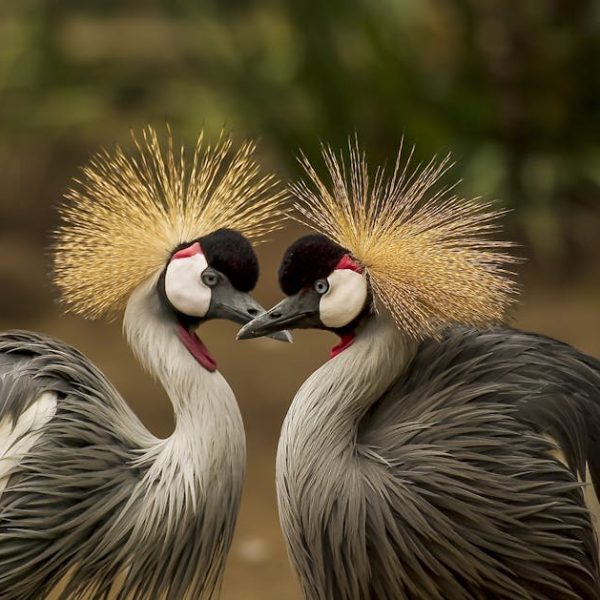 Two grey crowned cranes stand close together, facing each other, with their distinctive golden feather crowns displayed.