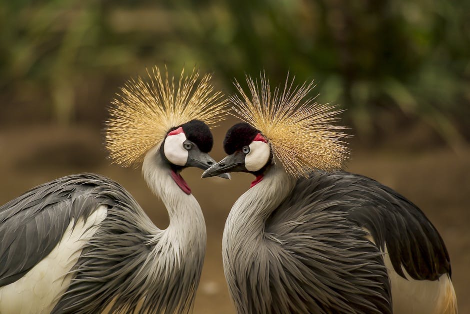 Two grey crowned cranes stand close together, facing each other, with their distinctive golden feather crowns displayed.