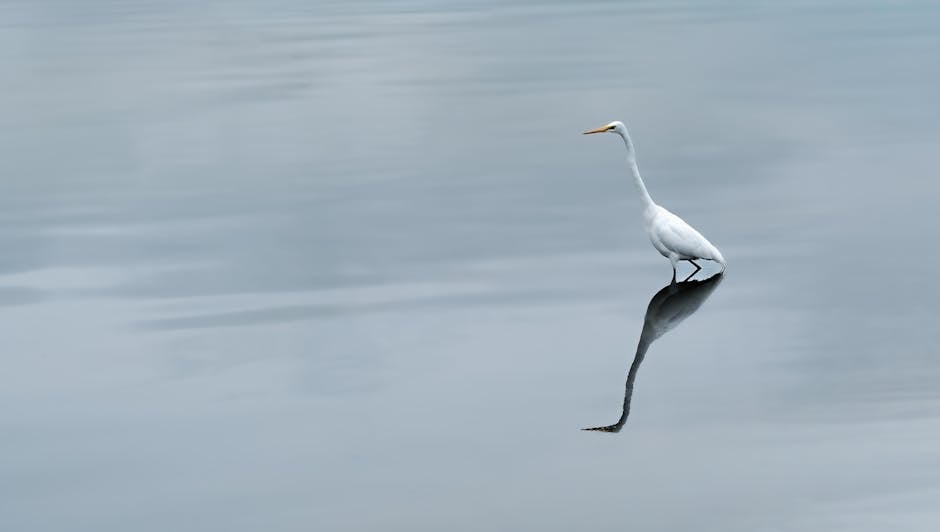 A solitary white egret stands in shallow water, its reflection visible on the calm, rippled surface.