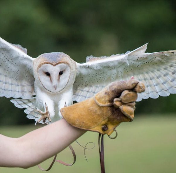 A barn owl with wings outstretched lands on a gloved arm, with a blurred green background.