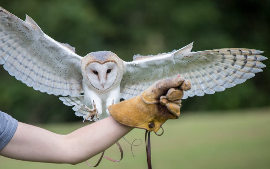 A barn owl with wings outstretched lands on a gloved arm, with a blurred green background.