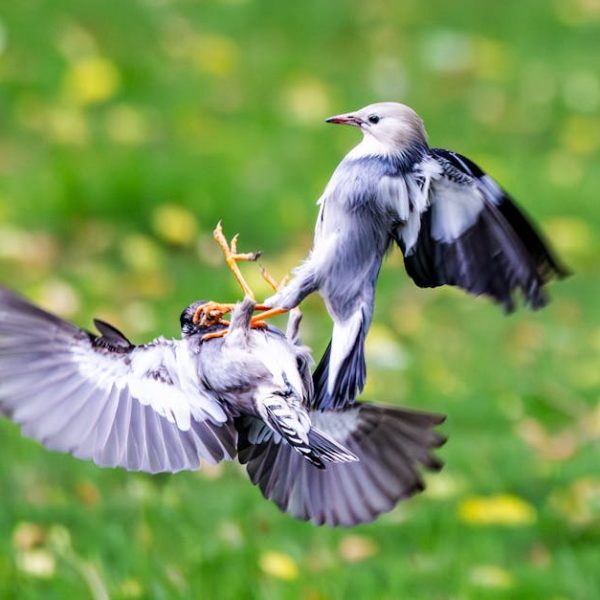 Two birds with black and white feathers are mid-air, interacting with each other above green grass with scattered yellow leaves.
