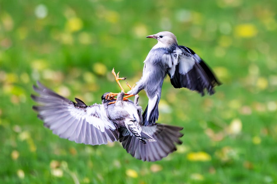 Two birds with black and white feathers are mid-air, interacting with each other above green grass with scattered yellow leaves.