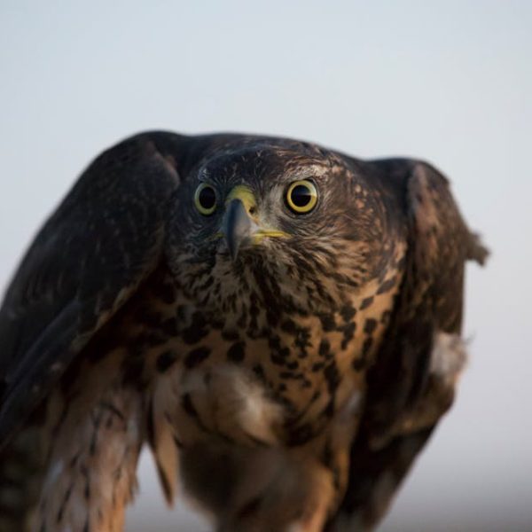 Close-up of a brown hawk with yellow eyes and speckled chest feathers, looking directly at the camera against a blurred background.