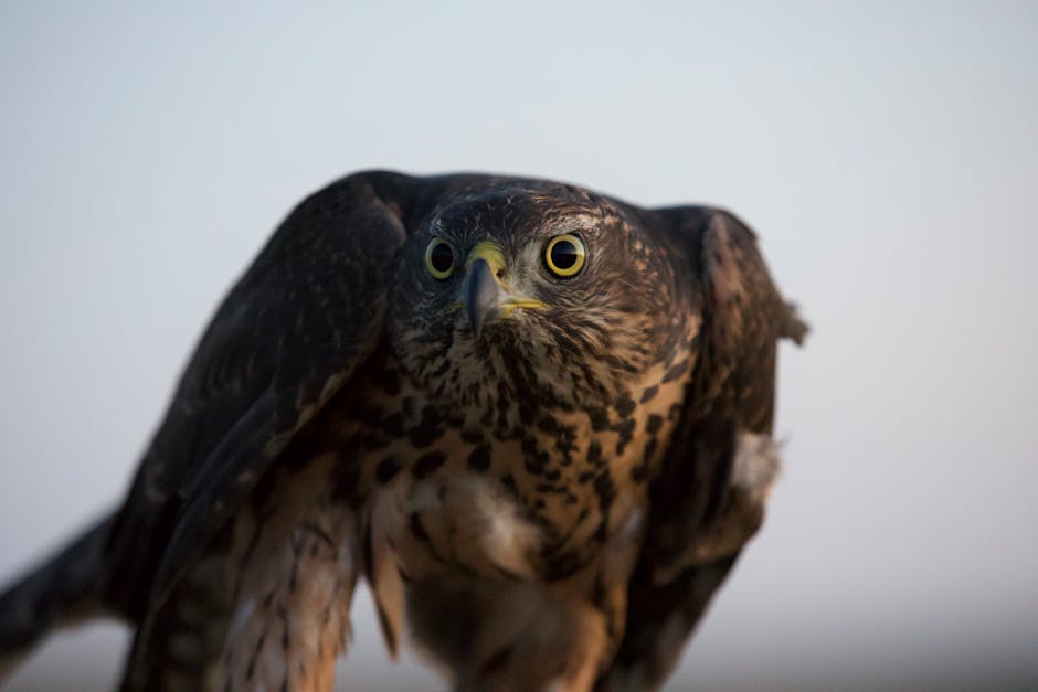Close-up of a brown hawk with yellow eyes and speckled chest feathers, looking directly at the camera against a blurred background.