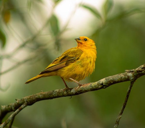 A small yellow bird with brown markings is perched on a branch, surrounded by green foliage in the background.