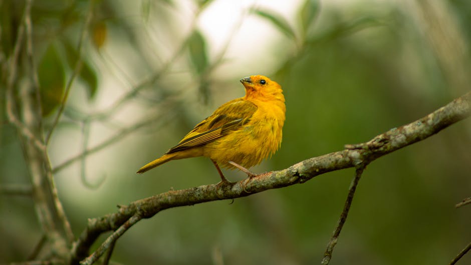 A small yellow bird with brown markings is perched on a branch, surrounded by green foliage in the background.