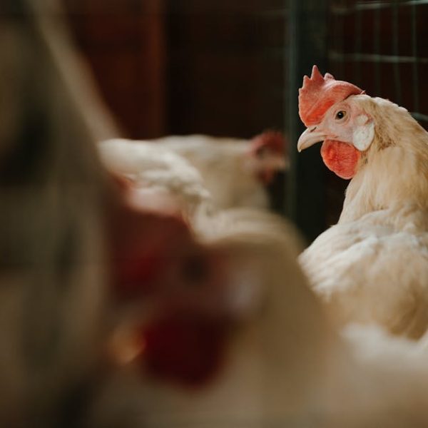 A white chicken with a red comb stands near a wire fence inside a coop, with other chickens visible in the background.