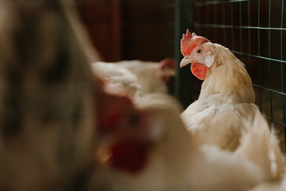 A white chicken with a red comb stands near a wire fence inside a coop, with other chickens visible in the background.