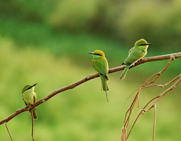 Three small green birds are perched on a bare branch against a blurred green background.