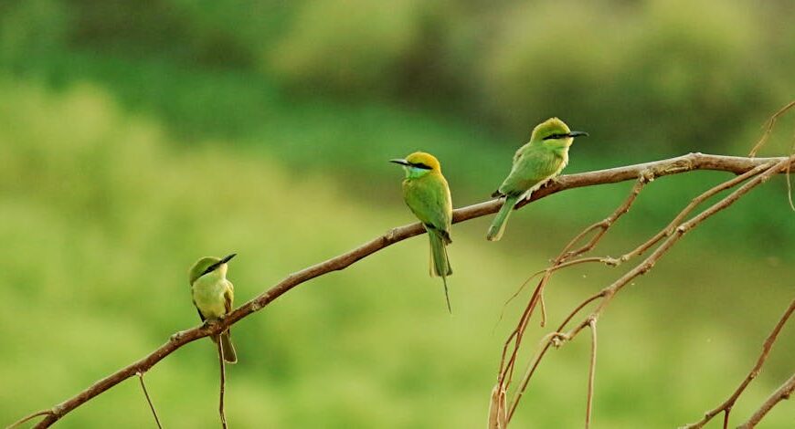Three small green birds are perched on a bare branch against a blurred green background.