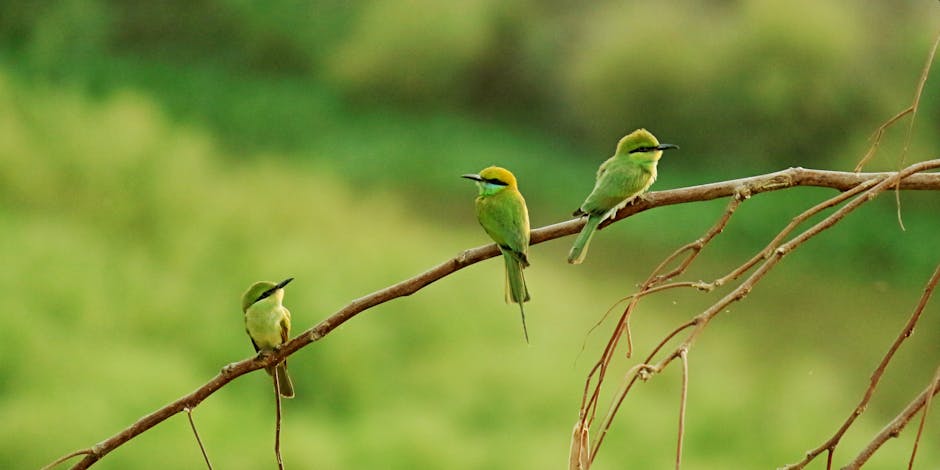 Three small green birds are perched on a bare branch against a blurred green background.