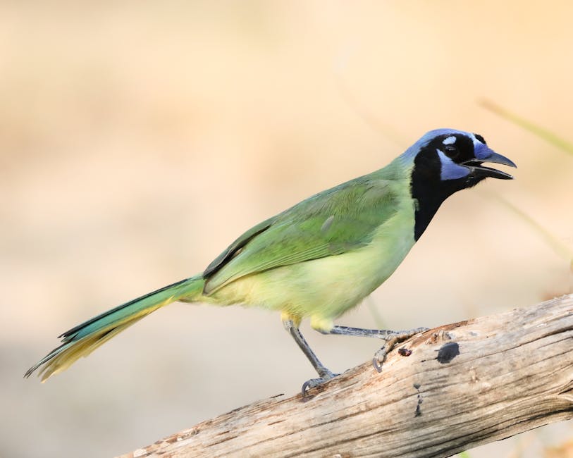 A green jay with a blue and black head perches on a weathered branch against a blurred, light background.