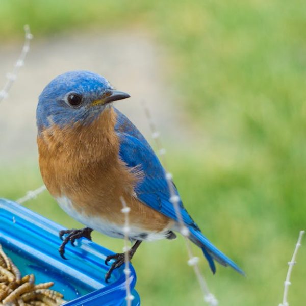A bluebird with orange and white feathers perches on the edge of a blue container filled with mealworms, with a grassy background.