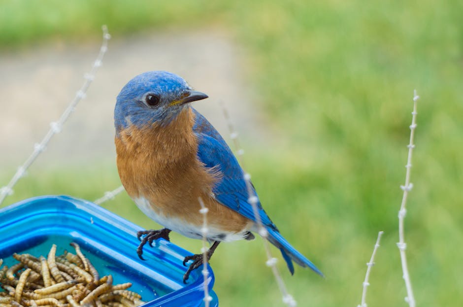 A bluebird with orange and white feathers perches on the edge of a blue container filled with mealworms, with a grassy background.