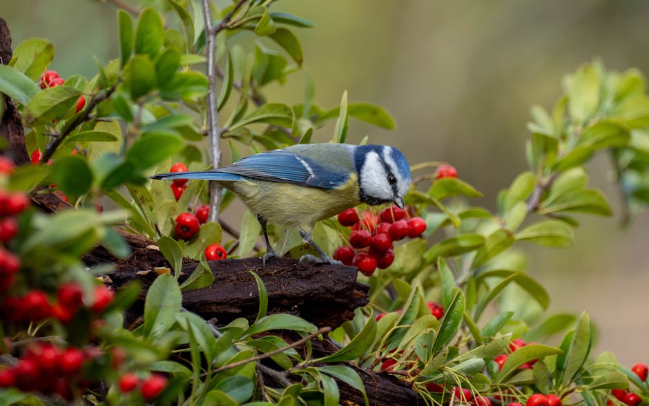 A small blue and yellow bird perched on a branch, pecking at red berries among green leaves.