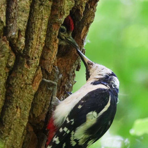 An adult woodpecker feeds a chick inside a tree trunk, using its beak to pass food through a narrow opening in the bark.