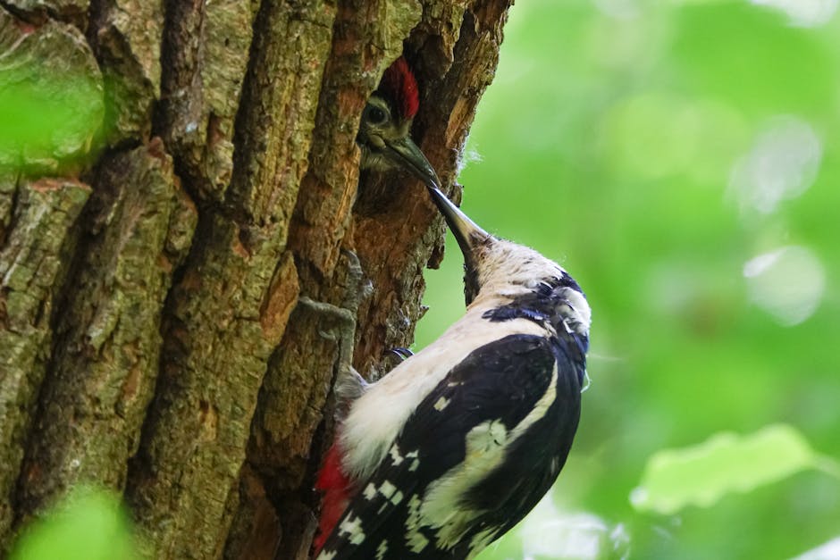 An adult woodpecker feeds a chick inside a tree trunk, using its beak to pass food through a narrow opening in the bark.