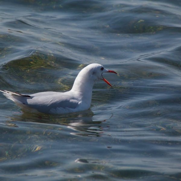 A white seagull with an open beak floats on the surface of rippling water.