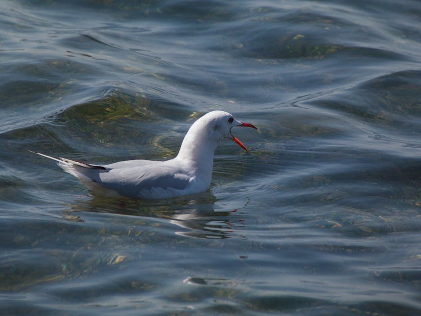 A white seagull with an open beak floats on the surface of rippling water.
