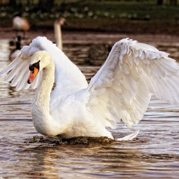A white swan spreads its wings while standing in shallow water, with other birds and trees visible in the blurred background.