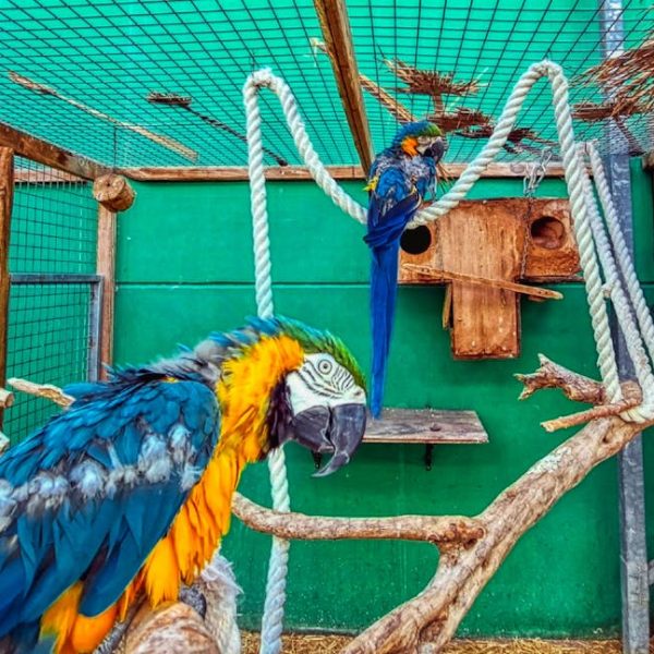 Two blue-and-yellow macaws are in an outdoor aviary with branches, thick ropes, green walls, and a wooden nesting box.