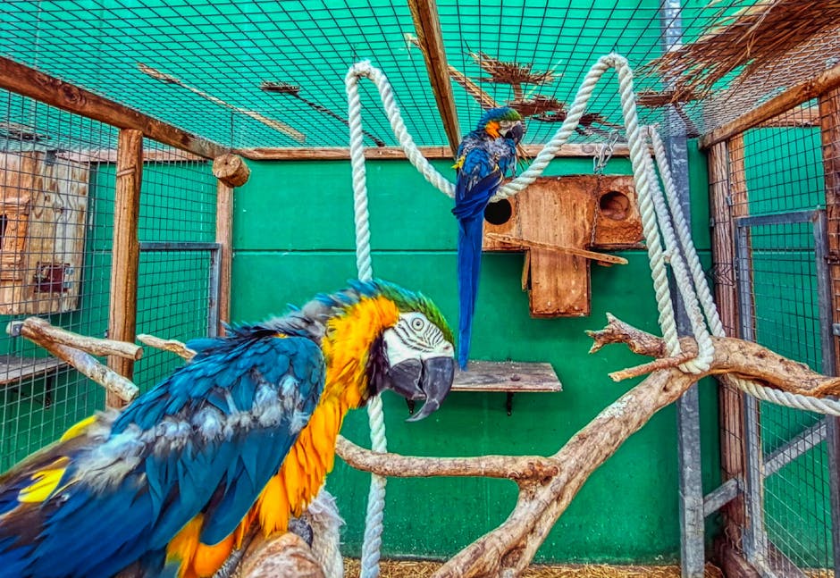 Two blue-and-yellow macaws are in an outdoor aviary with branches, thick ropes, green walls, and a wooden nesting box.