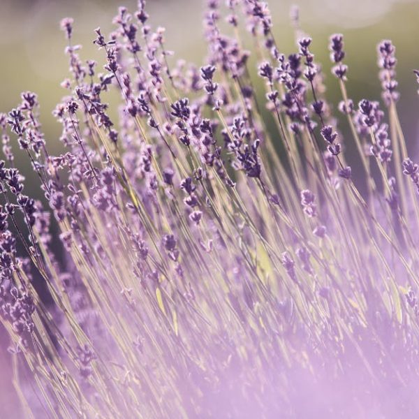 Close-up of lavender flowers with soft focus and sunlight illuminating the purple blooms and green stems in a field.