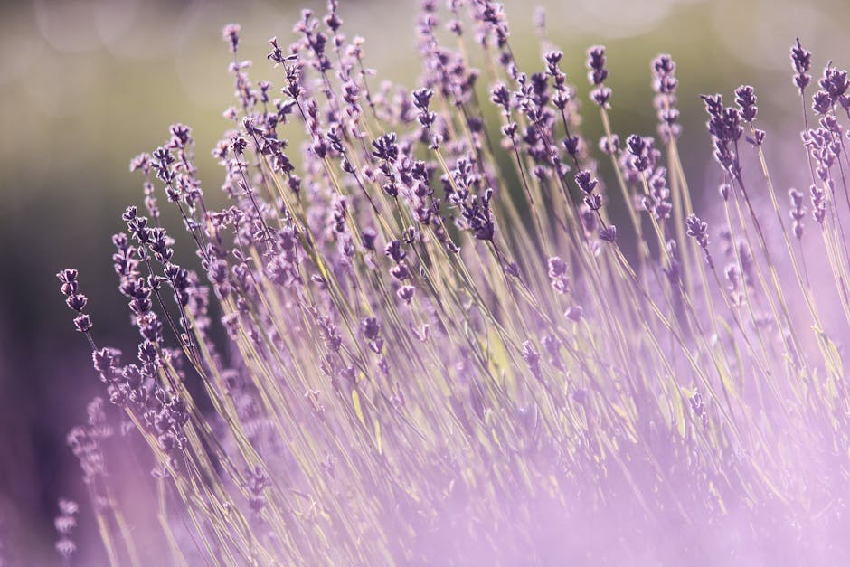 Close-up of lavender flowers with soft focus and sunlight illuminating the purple blooms and green stems in a field.