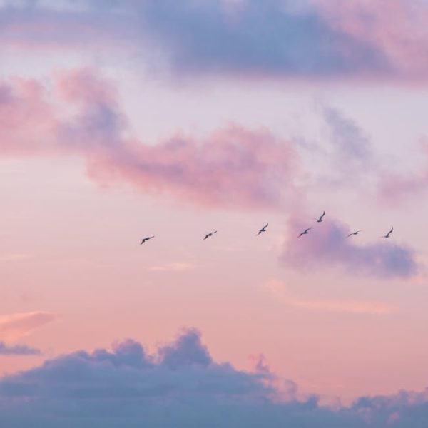A group of birds flies in formation across a pink and blue cloudy sky at sunset or sunrise.