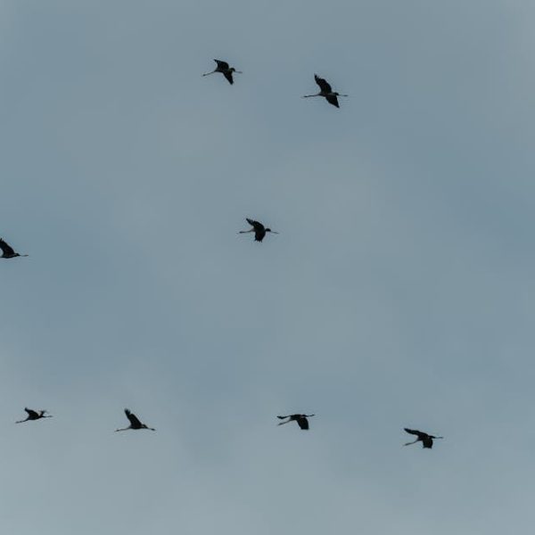 A group of birds flies in a V formation against a cloudy sky.