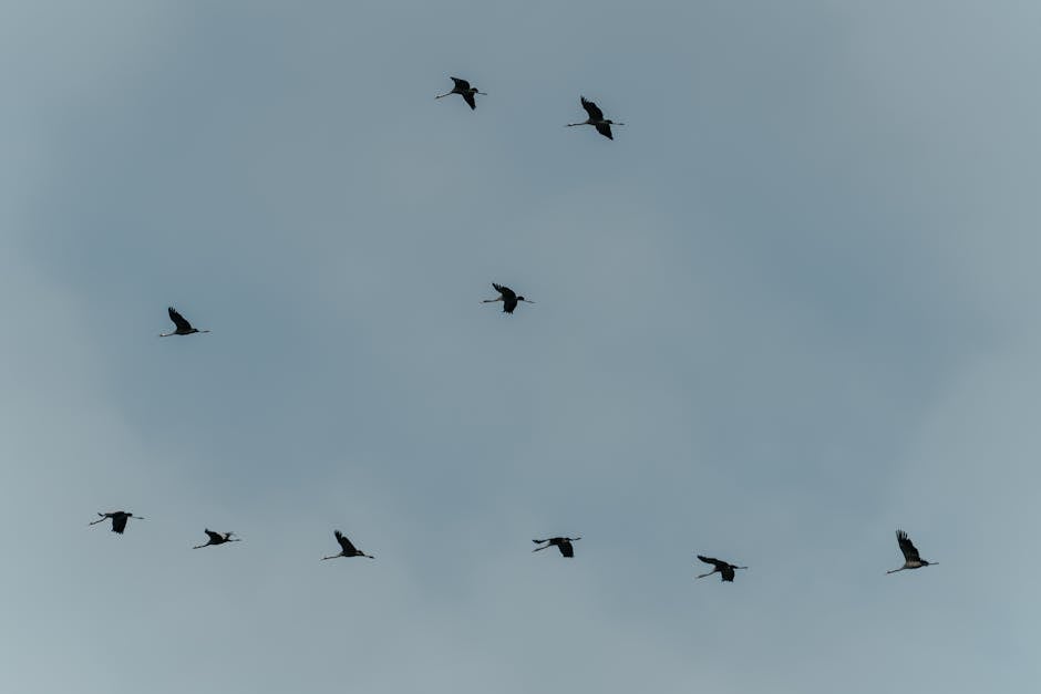 A group of birds flies in a V formation against a cloudy sky.