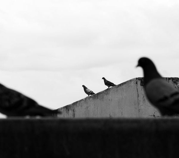 Four pigeons perch on concrete structures in a black and white outdoor scene, with two birds in the foreground and two in the background.