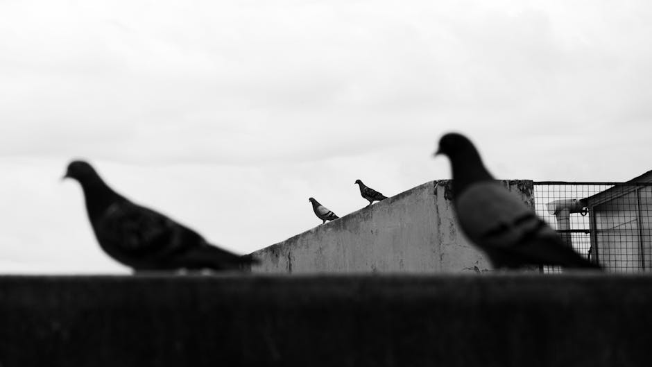 Four pigeons perch on concrete structures in a black and white outdoor scene, with two birds in the foreground and two in the background.