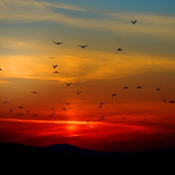 Flock of birds flying across a colorful sunset sky with orange, red, and blue hues above dark silhouettes of distant hills.