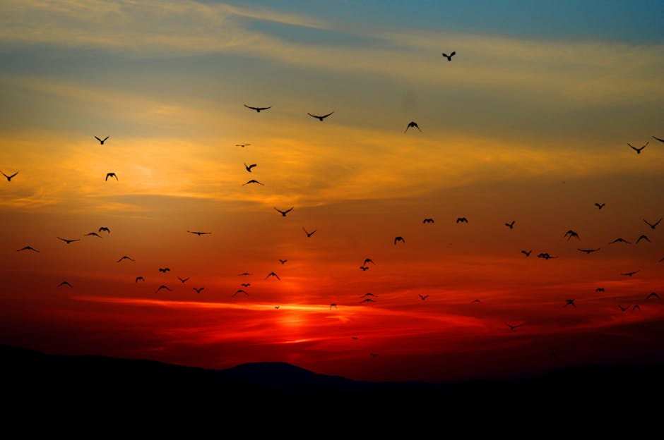 Flock of birds flying across a colorful sunset sky with orange, red, and blue hues above dark silhouettes of distant hills.