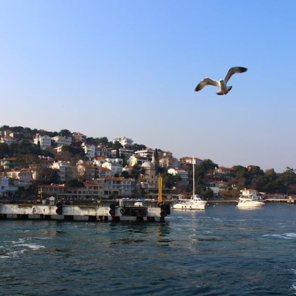 A seagull flies over a waterfront with a dock, boats, and a hillside town in the background under a clear blue sky.