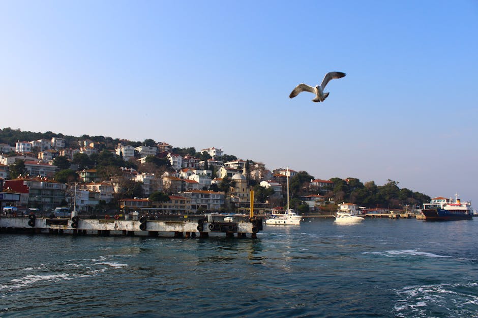 A seagull flies over a waterfront with a dock, boats, and a hillside town in the background under a clear blue sky.