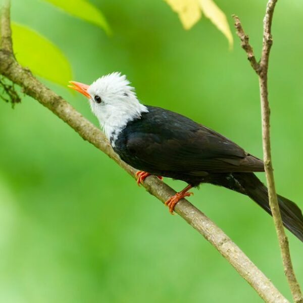 A black bird with a white head and orange beak is perched on a diagonal branch, with a blurred green background.
