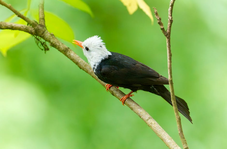 A black bird with a white head and orange beak is perched on a diagonal branch, with a blurred green background.