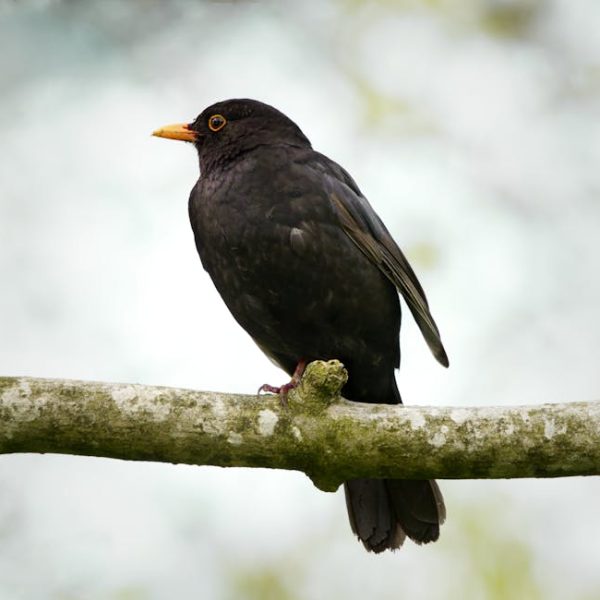 A black bird with an orange beak is perched on a branch against a blurred light background.