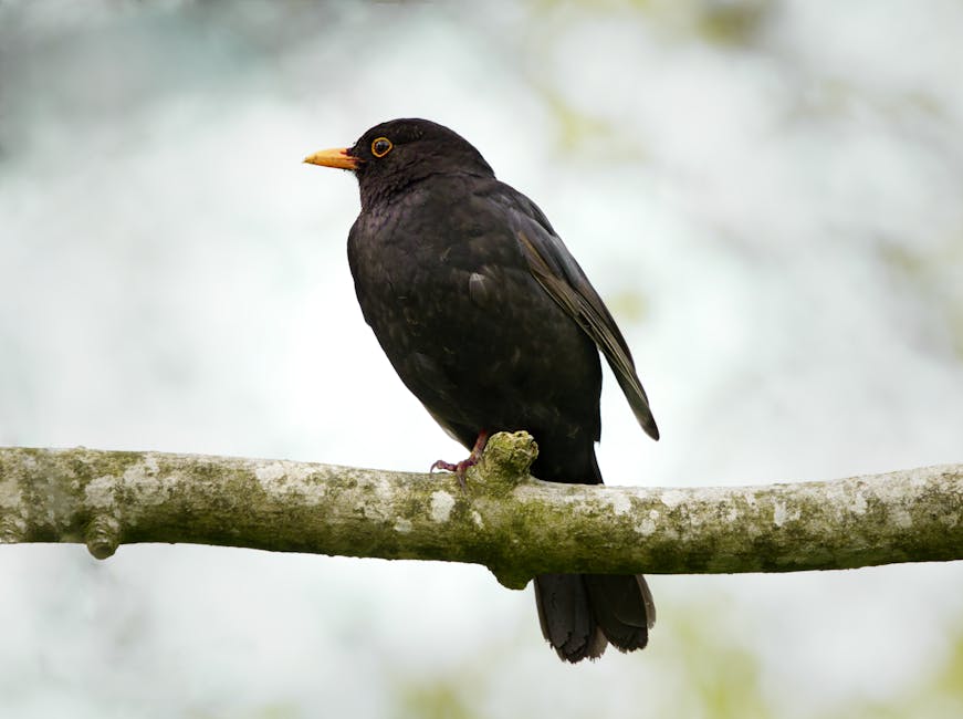 A black bird with an orange beak is perched on a branch against a blurred light background.