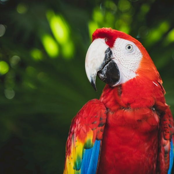A scarlet macaw with red, yellow, and blue feathers is perched in front of green foliage.