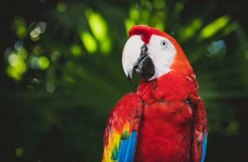 A scarlet macaw with red, yellow, and blue feathers is perched in front of green foliage.