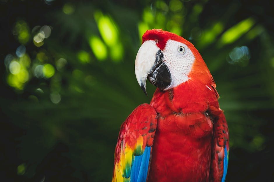 A scarlet macaw with red, yellow, and blue feathers is perched in front of green foliage.