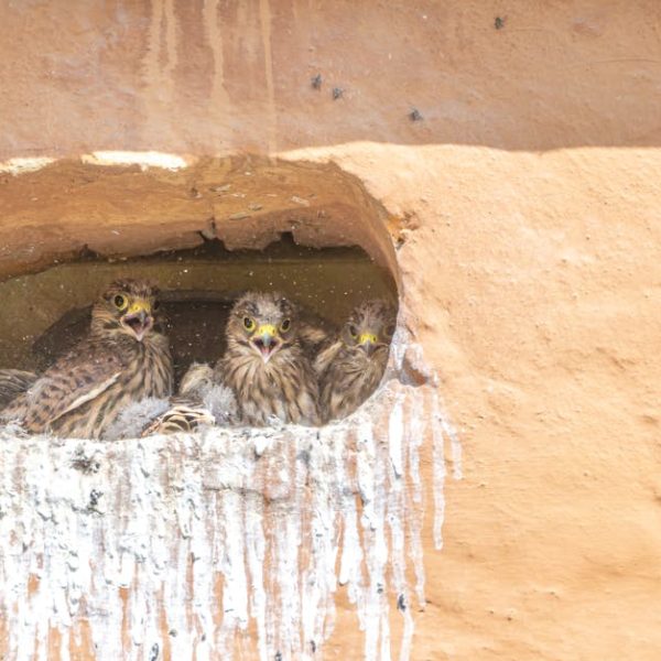 Four young birds are perched inside a hole in a tan, textured wall, with streaks of white bird droppings below the opening.